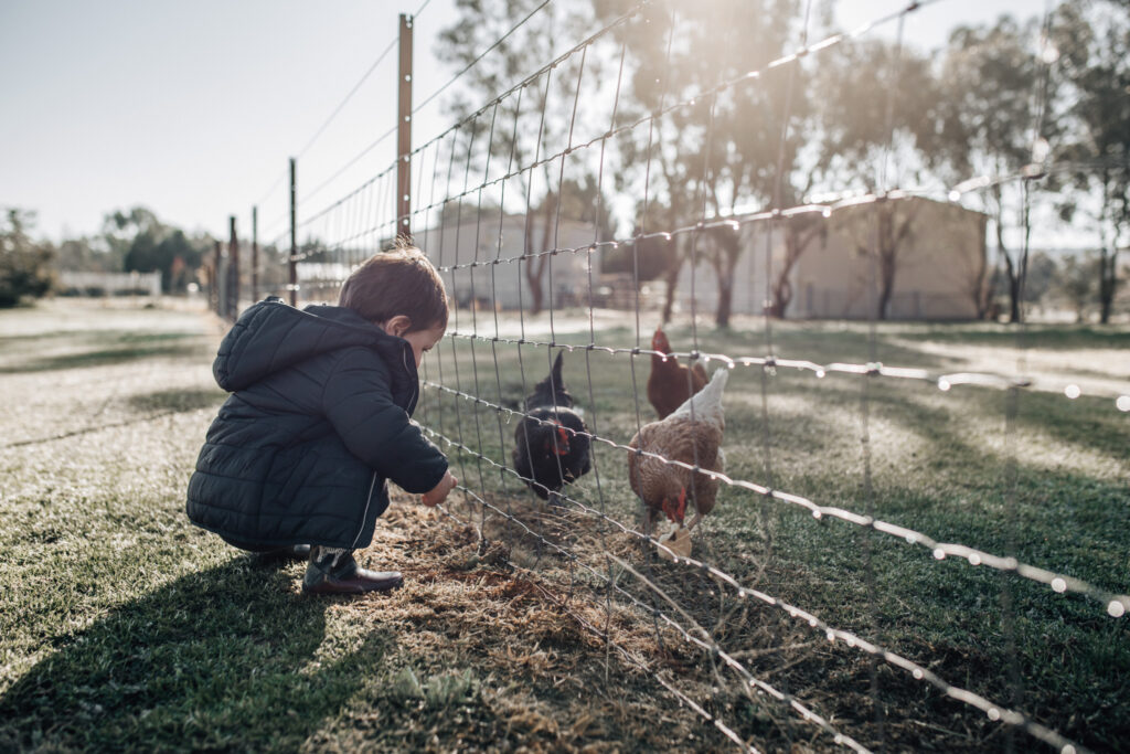 Boy feeding chickens through wire fence